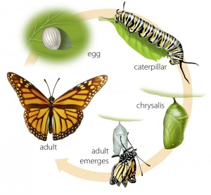 butterfly_lifecycle1