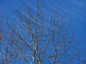 upper crown of ash tree, opposite branching