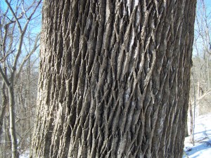 bark of mature ash tree