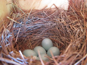 Eastern Bluebird nest with blue eggs