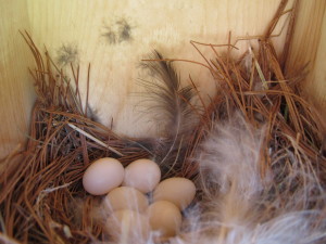 Tree Swallow nest with white eggs