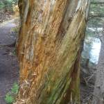Ricketts Glen Shredded Tree