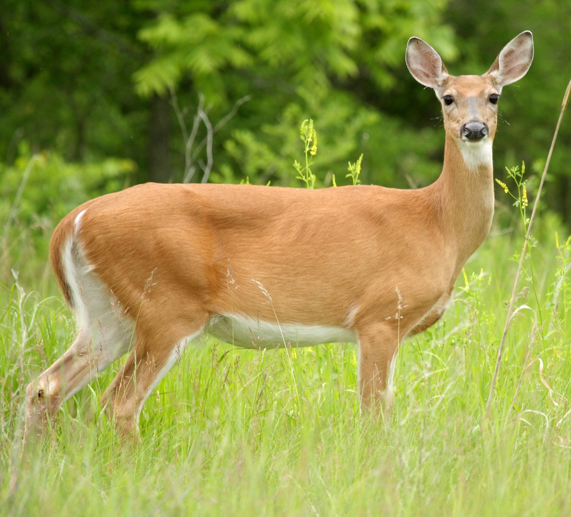 Do A Deer A Female Deer DOC Little Buffalo Hike and White Tailed Deer | Duncannon Appalachian