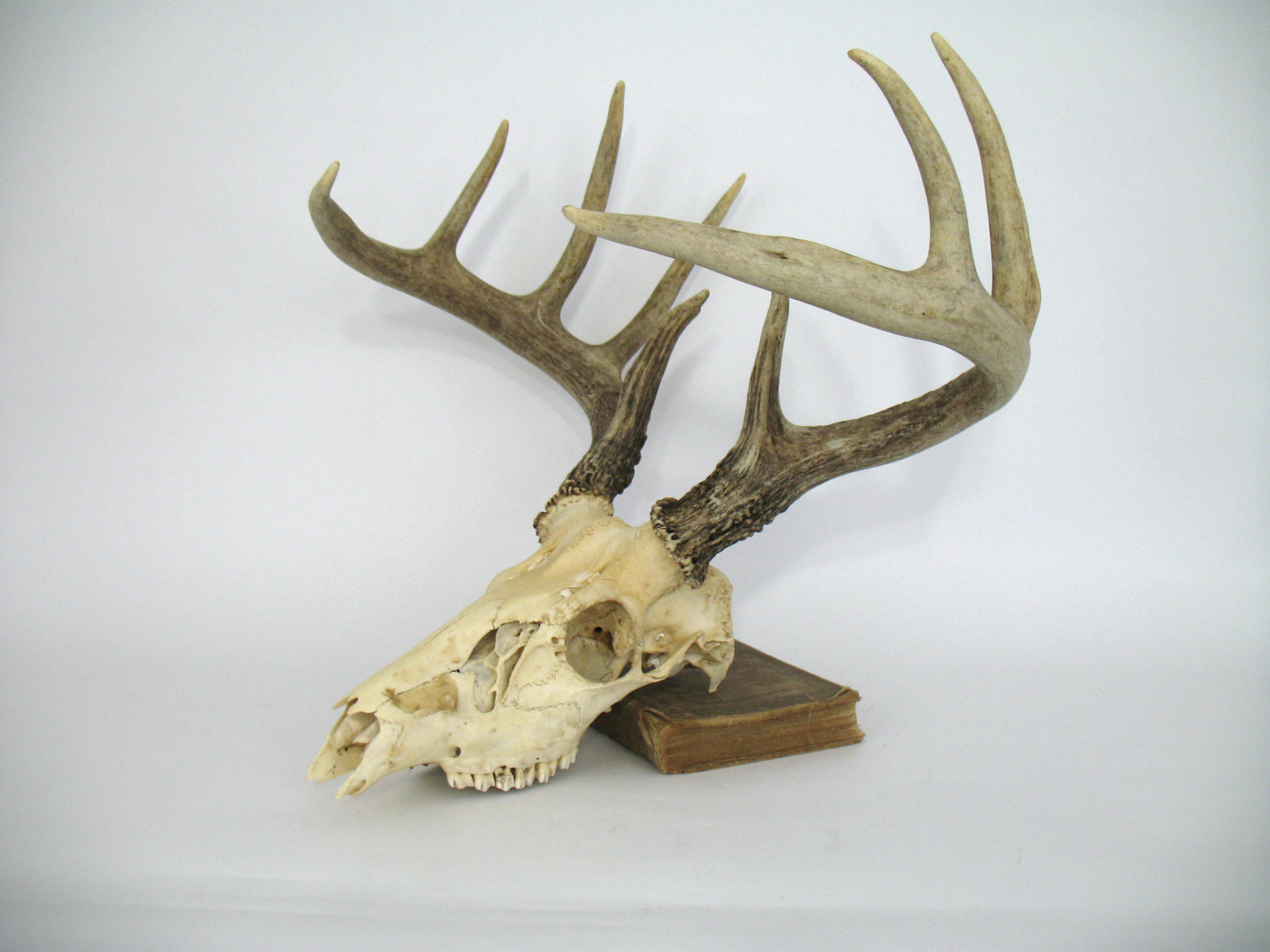 Deer Skull With Antlers.