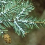 Eastern Hemlock Adelgid