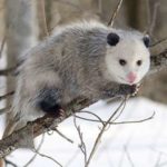 Possum