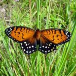 Regal Fritillary Butterfly
