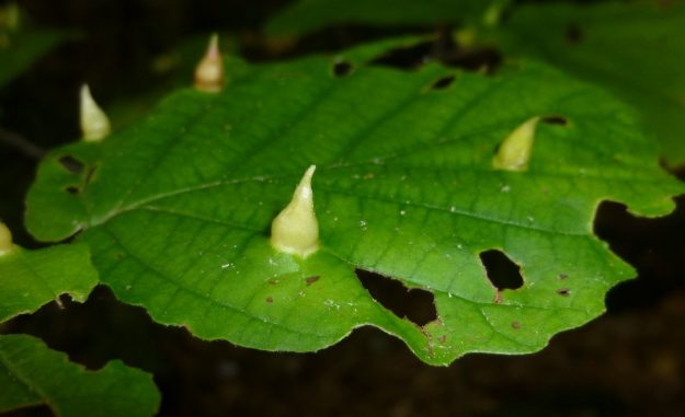 This image has an empty alt attribute; its file name is 5-nipple-galls-or-coneheads-on-hazel-leaf-caused-by-aphid-hormaphis-hamamelidis1-2-625x381.jpg